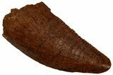 Serrated, Raptor Tooth - Real Dinosaur Tooth #296172-1